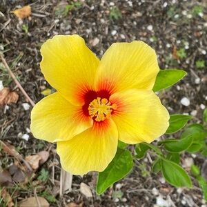 Meet your Posher, Irais